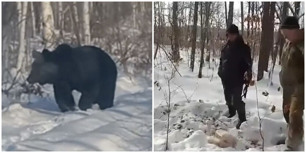 В Приморье разыскивают медведя-шатуна, который крадёт собак