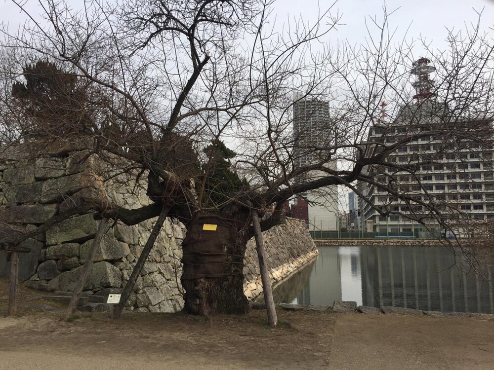 3. Это дерево пережило ядерную бомбардировку Хиросимы