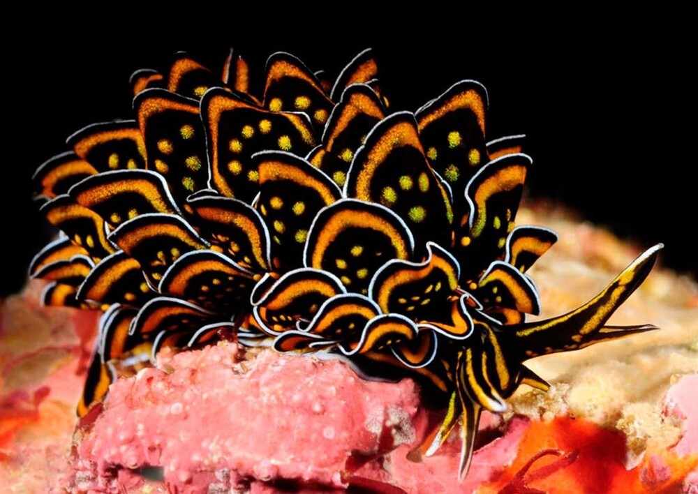12. Морской слизень Cyerce Nigricans. Этот моллюск невероятной красоты встречается в Тихом и Индийском океанах