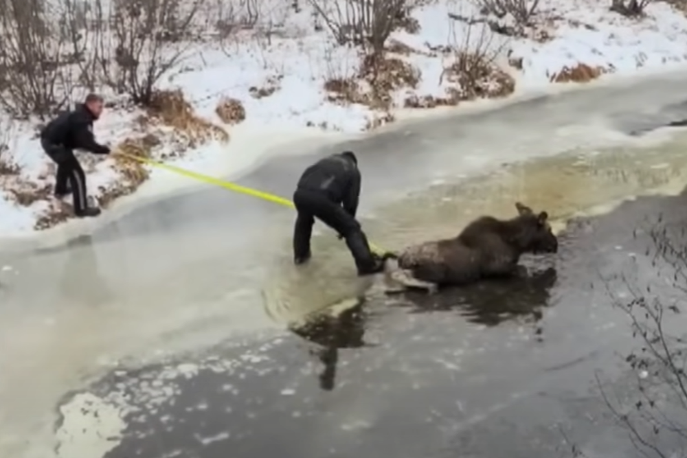 Неравнодушные люди спасли лосиху, оказавшуюся на льду реки
