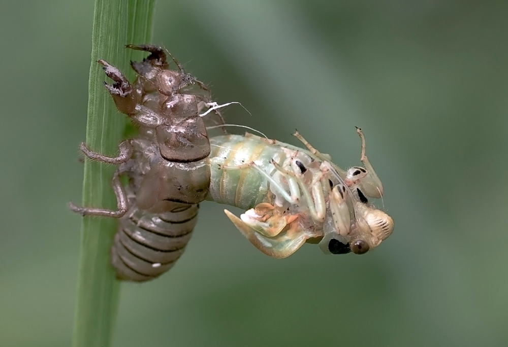 Нимфа, куколка, имаго: Что значат эти стадии у насекомых?