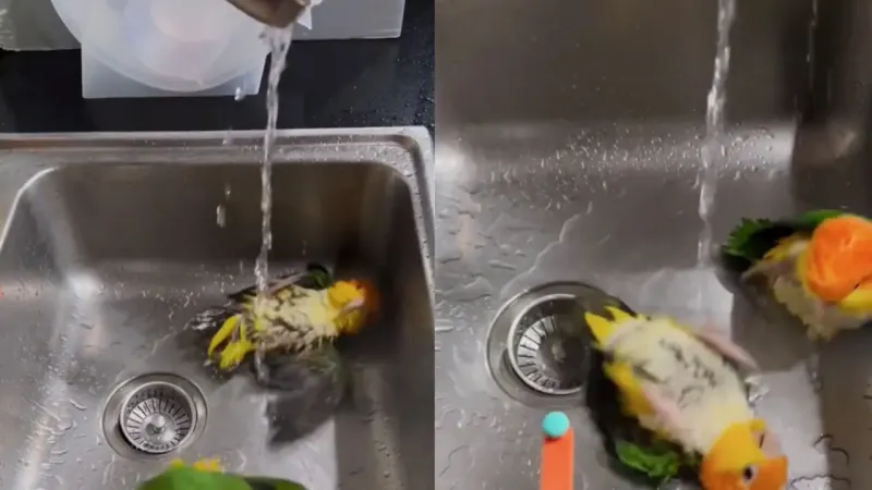 Попугаи наслаждаются водными процедурами