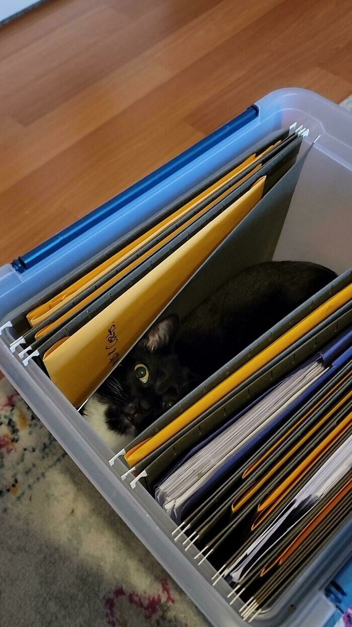 10. "Папки для файлов идут с дополнительной охраной в виде кота"
