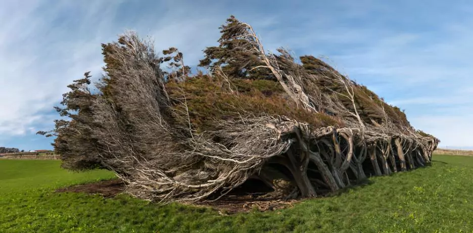 Эти уникальные наклонные ветром деревья являются одними из самых интересных природных форм