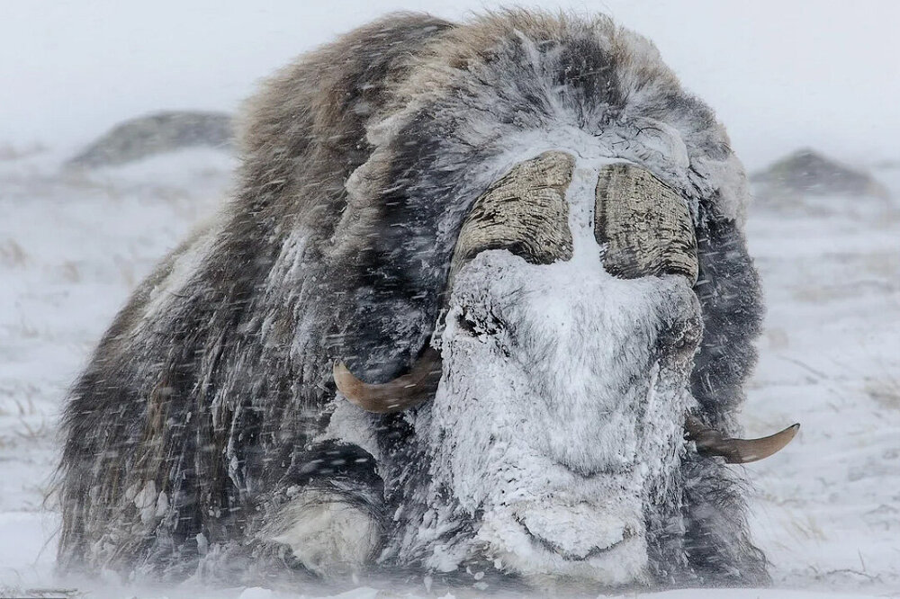 Овца или бык? Дошёл пешком из Гималаев в Гренландию, чтобы выжить