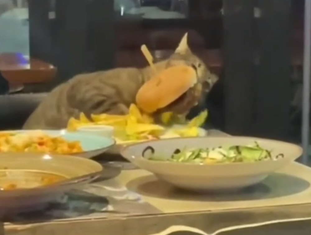 Кот стащил бургер со столика в ресторане