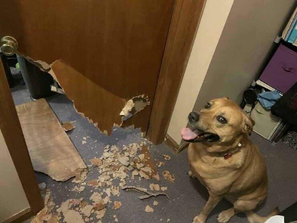 17. "Собака вломилась в мою спальню, пока я был на работе"