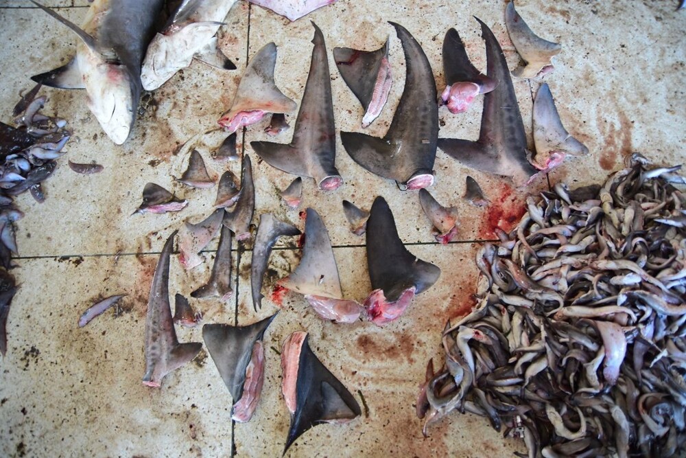 "Примите меры": люди истребляют по 80 миллионов акул в год