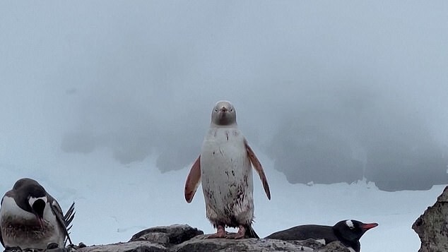 Отшельник: в Антарктике заметили пингвина с особенностью