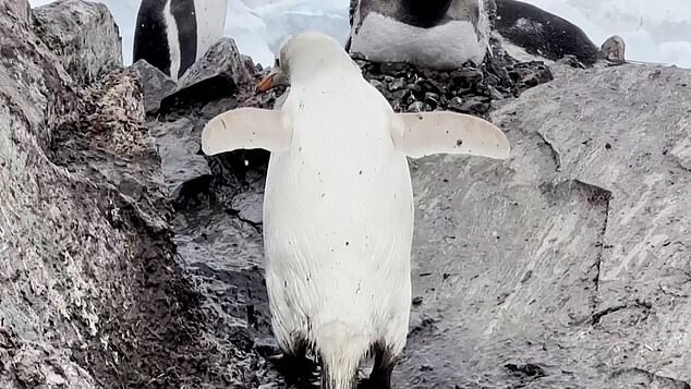 Отшельник: в Антарктике заметили пингвина с особенностью