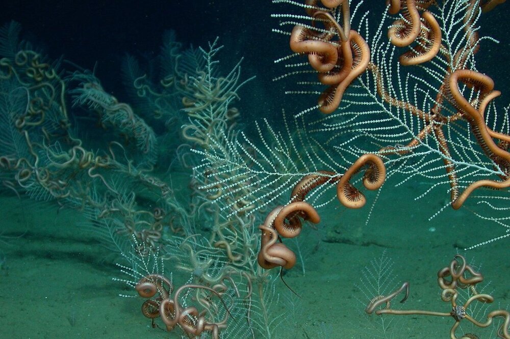 Офиура: Тысячерукое нечто со дна океана