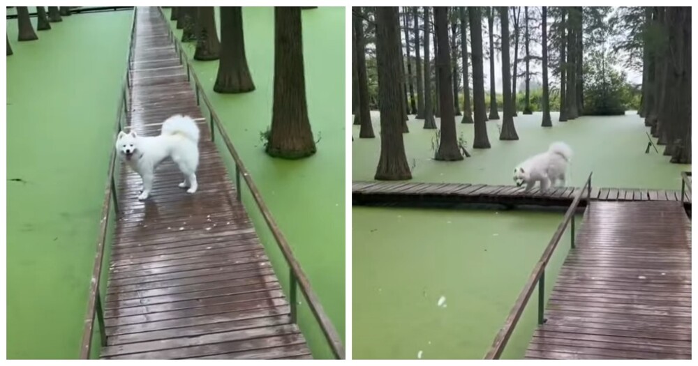 Неосторожная собака свалилась в пруд, приняв его за лужайку
