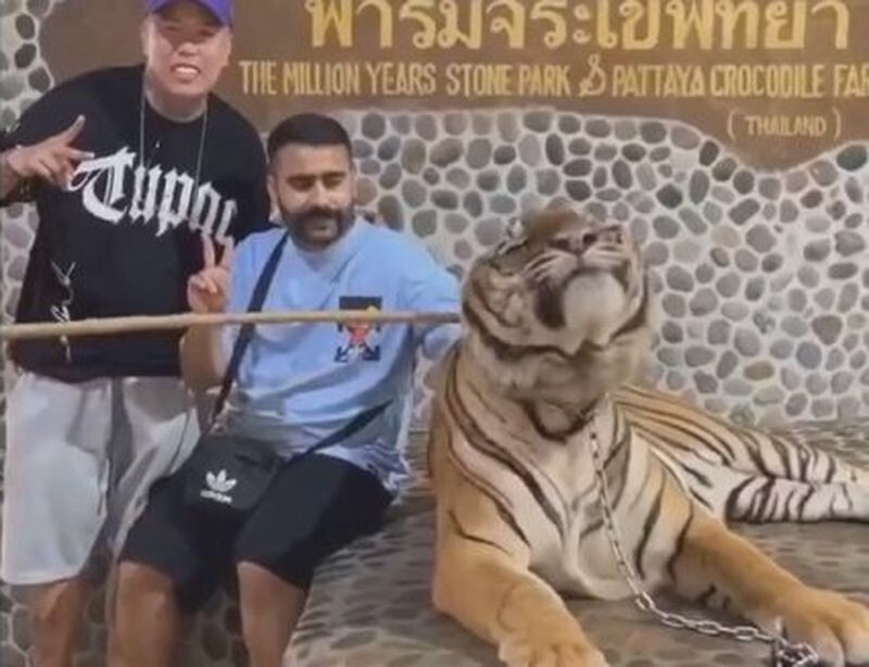 Фотосессия с тигром