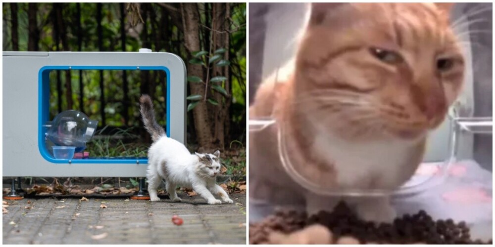 В Китае стало популярно приложение, в котором можно покормить бездомного кота и посмотреть, как он кушает