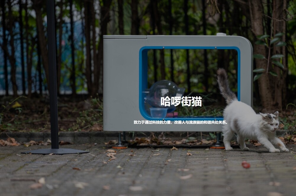 В Китае стало популярно приложение, в котором можно покормить бездомного кота и посмотреть, как он кушает