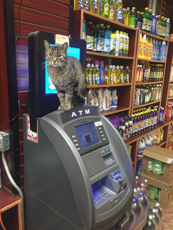 "Магазинные" коты захватывают Нью-Йорк