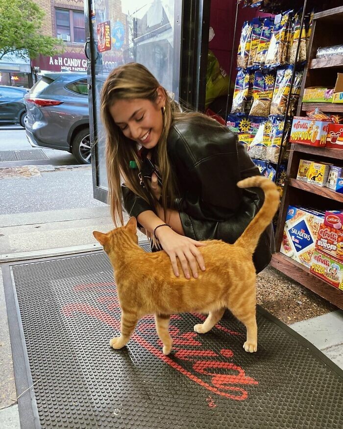 "Магазинные" коты захватывают Нью-Йорк