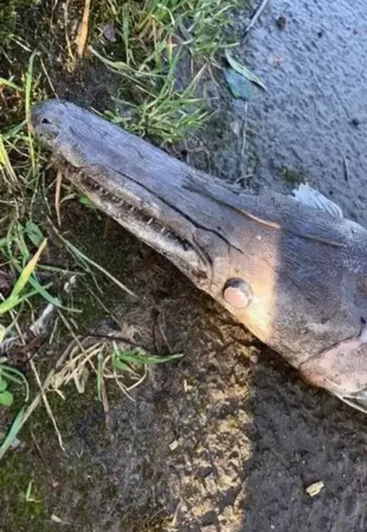 Помесь щуки с крокодилом: британский школьник нашел на пляже тело древнего монстра