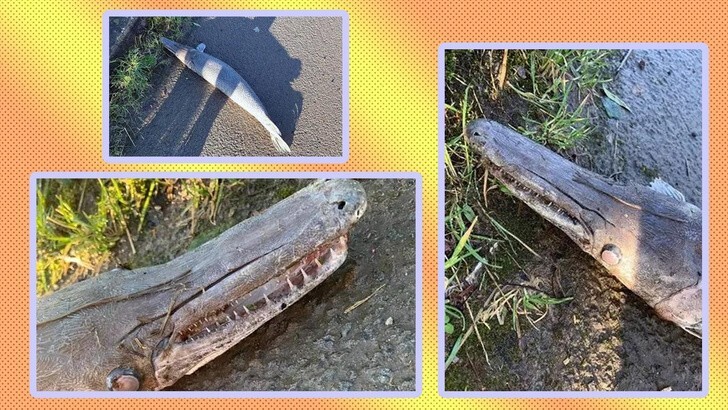 Помесь щуки с крокодилом: британский школьник нашел на пляже тело древнего монстра