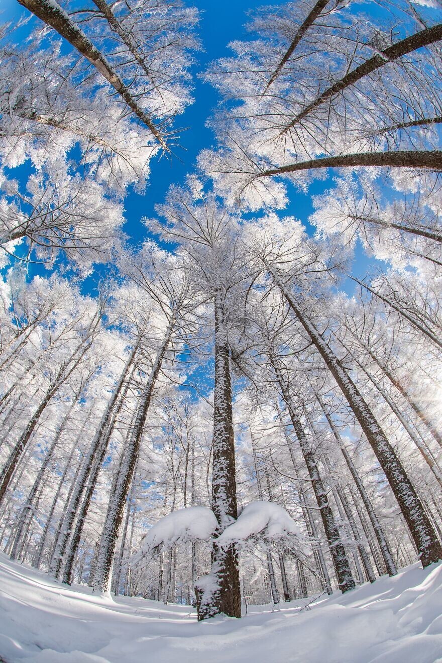 6. "Ангельские деревья", фотограф - Satoshi-Kishimoto, Япония