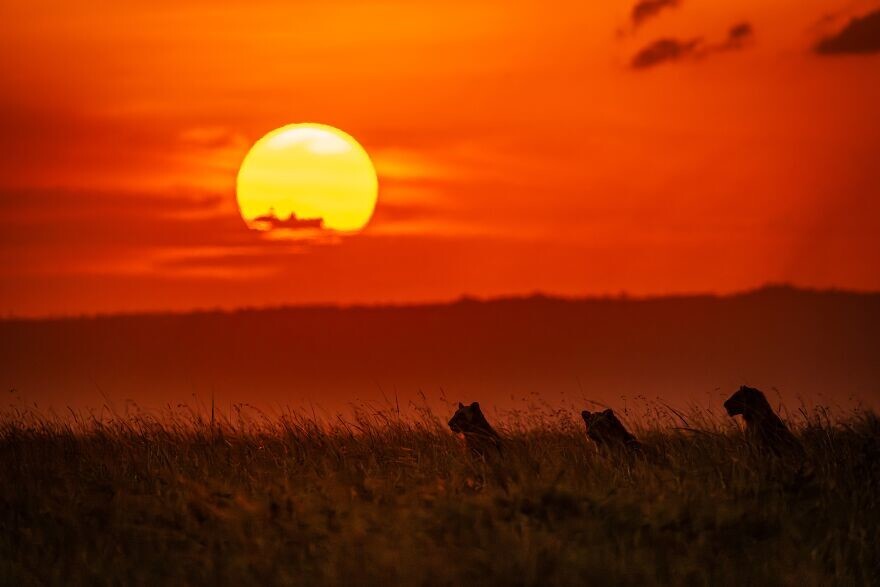 14. "Львы на закате", фотограф - Jacques-Andre Dupont, Канада