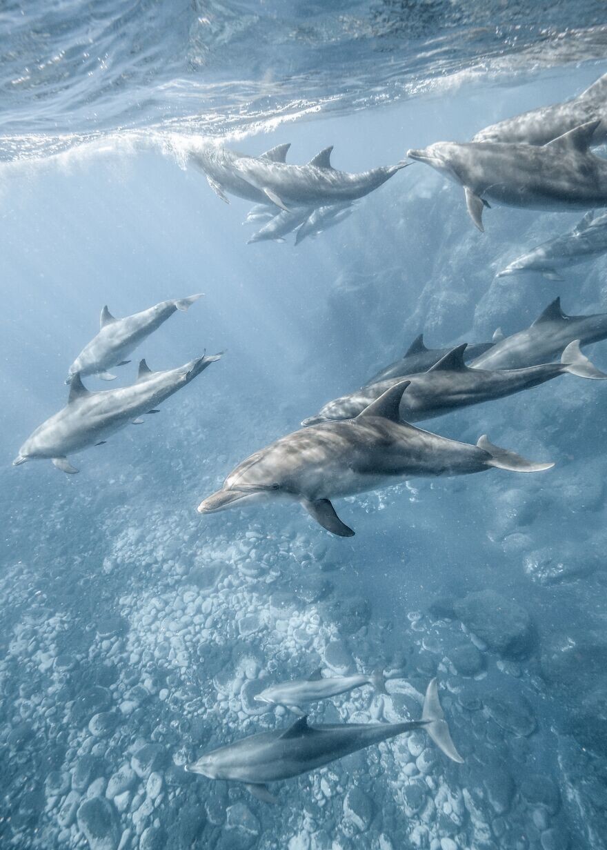 20. "Невероятные дельфины", фотограф - Keisuke Inukai, Япония