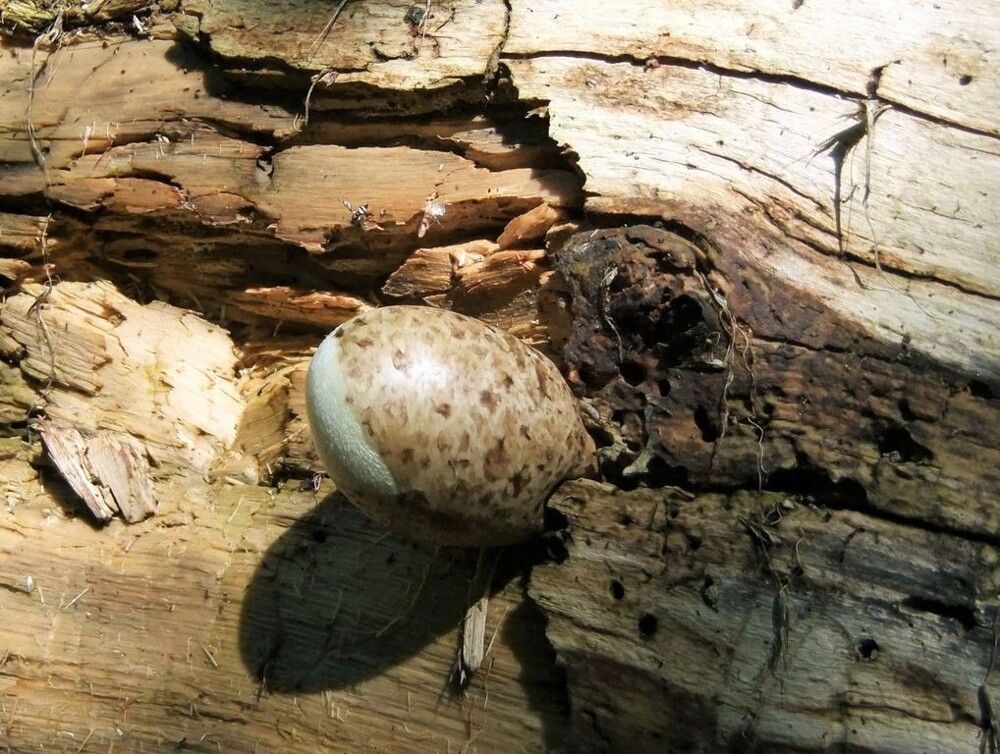 Пуховое яйцо, которое проживает свою жизнь на деревьях