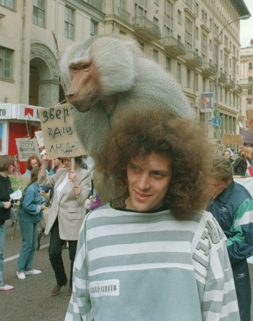 Обезьяна из Московского цирка принимает участие в акции протеста против жестокого обращения с животными, 15 июля, 1995 год