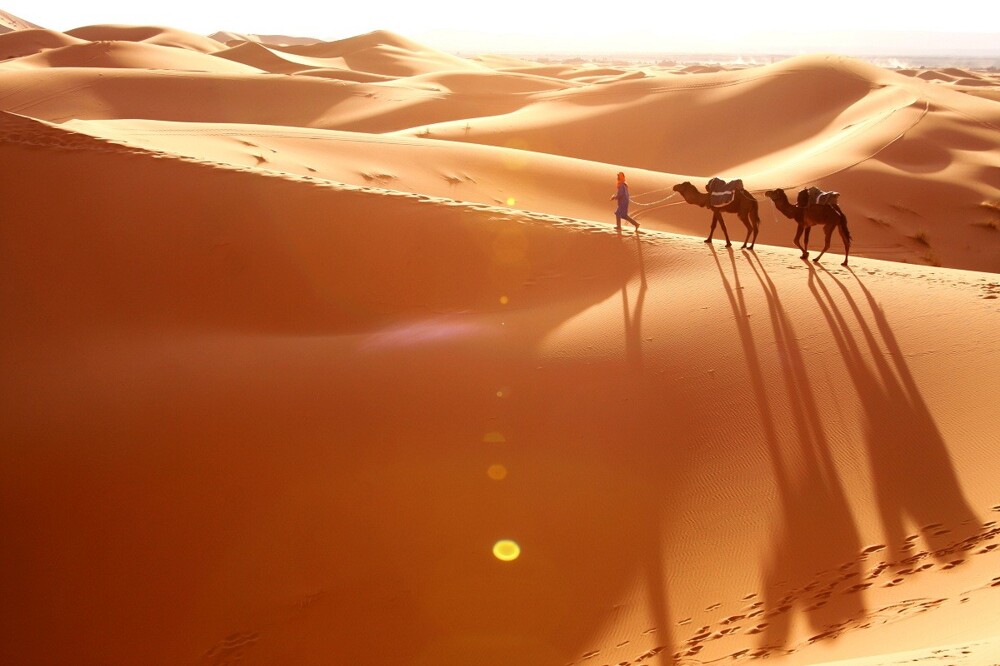 7. Саудовская Аравия импортирует песок и верблюдов из Австралии