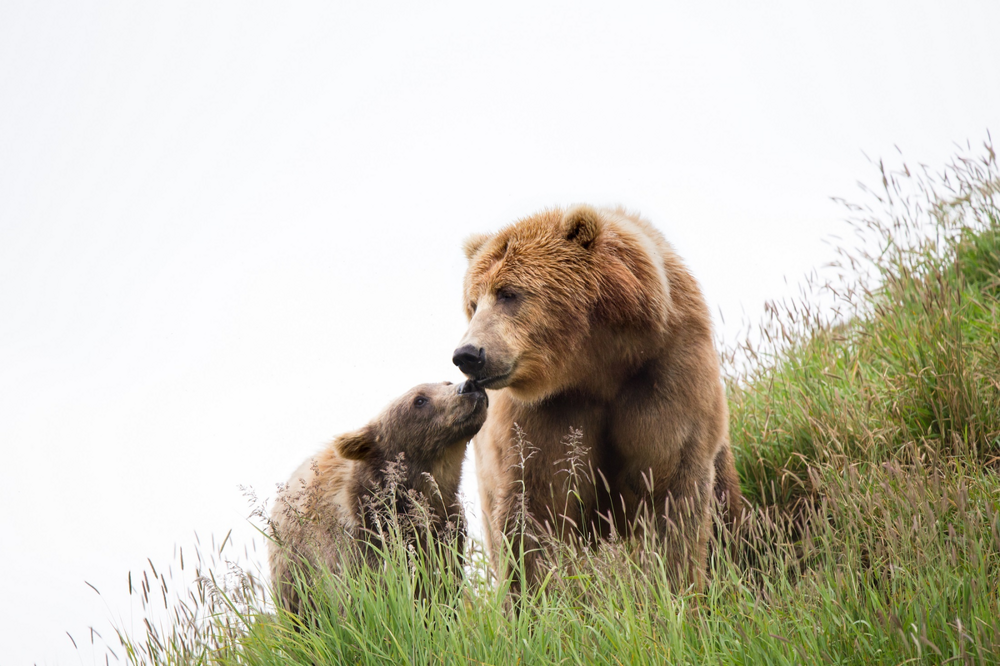 Кадьяк: остров медведей-гигантов
