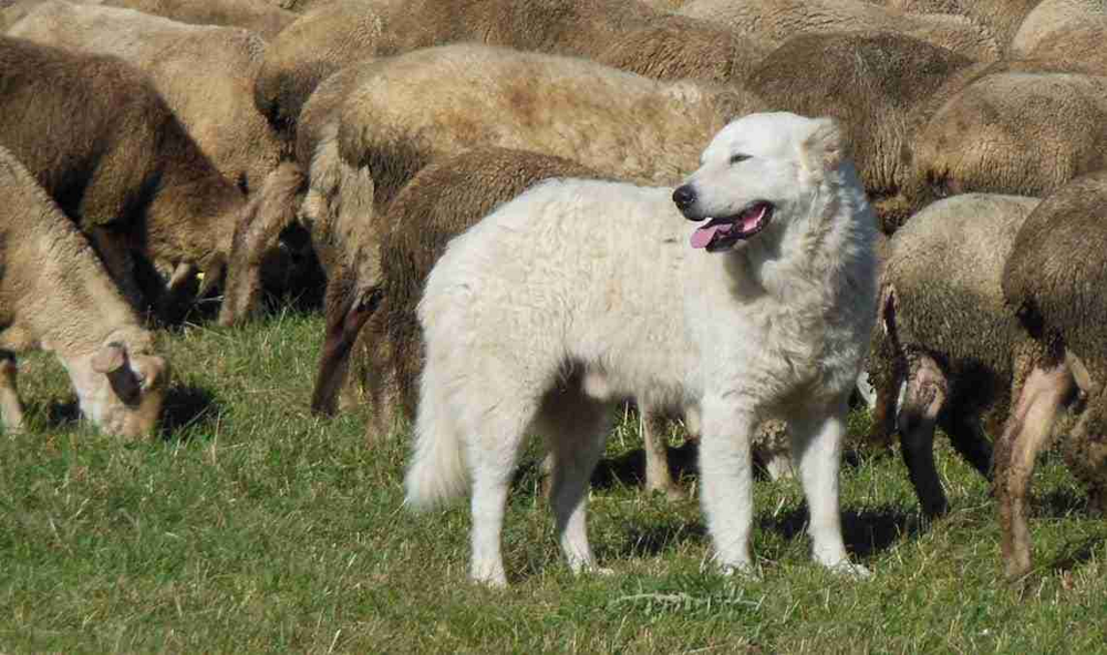 Мареммо-абруццкая овчарка: когда белый и пушистый не синоним доброты