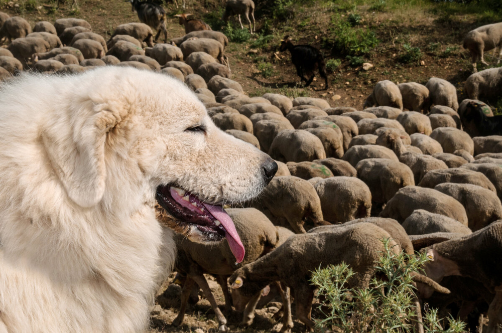 Мареммо-абруццкая овчарка: когда белый и пушистый не синоним доброты