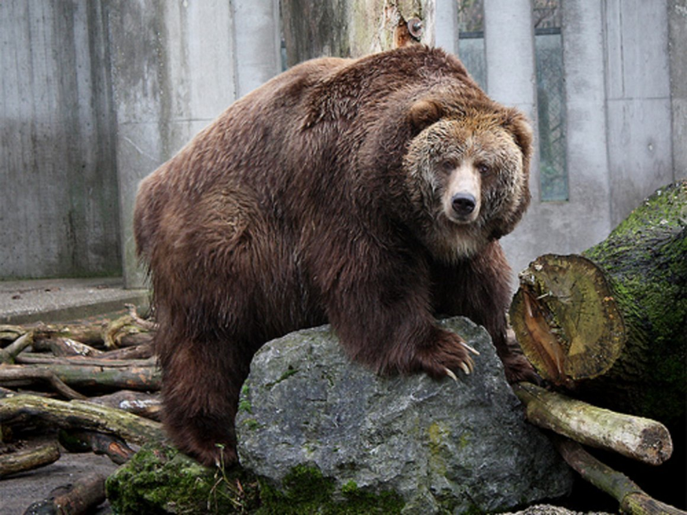 Кадьяк: остров медведей-гигантов