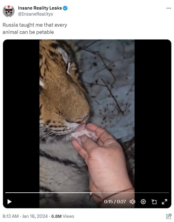 "Русские — с другой планеты!": иностранцы обсуждают видео, на котором женщина кормит тигра с рук