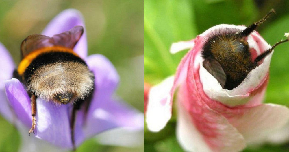 Пчёлы спят в цветочках, когда устают. Это правда или миф?