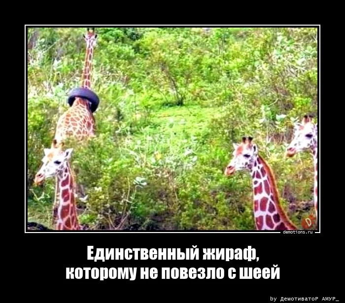 48881705724147-edinstvennyy-zhiraf--demo