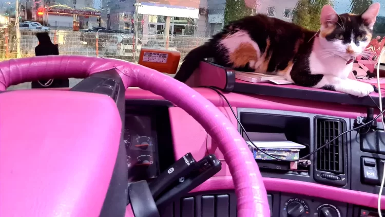 «Румынская Барби» работает дальнобойщицей — ездит на розовом грузовике с двумя кошками
