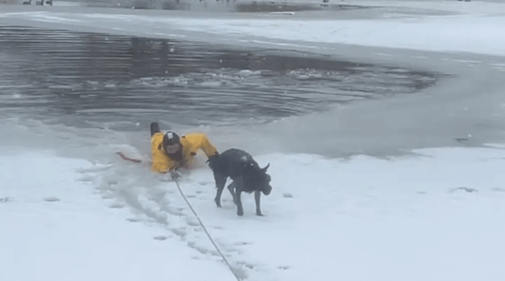 Пёс попытался покусать пожарного, спасавшего его из пруда