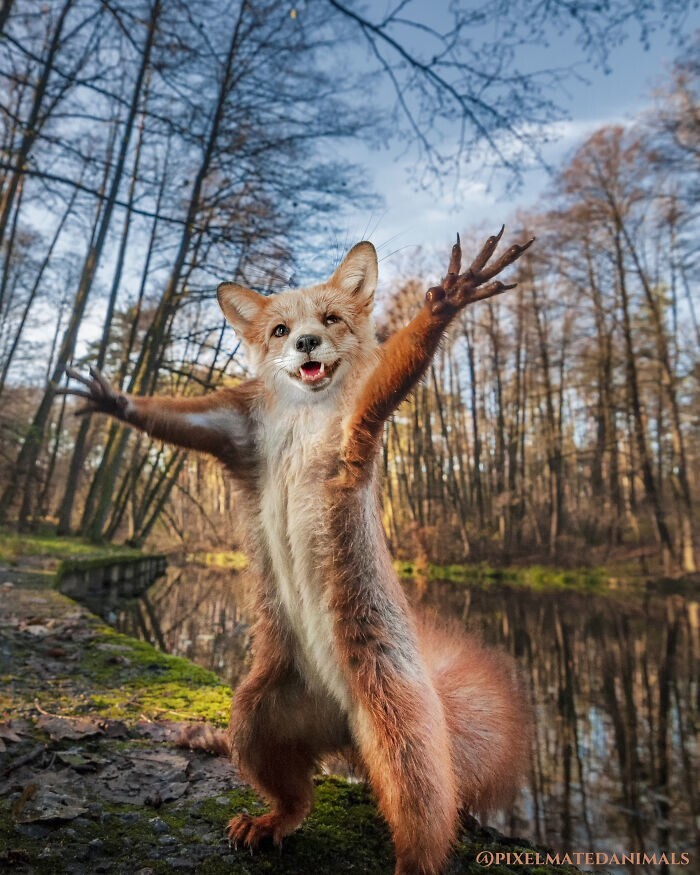 30 фотоманипуляций с животными, которые ломают мозг