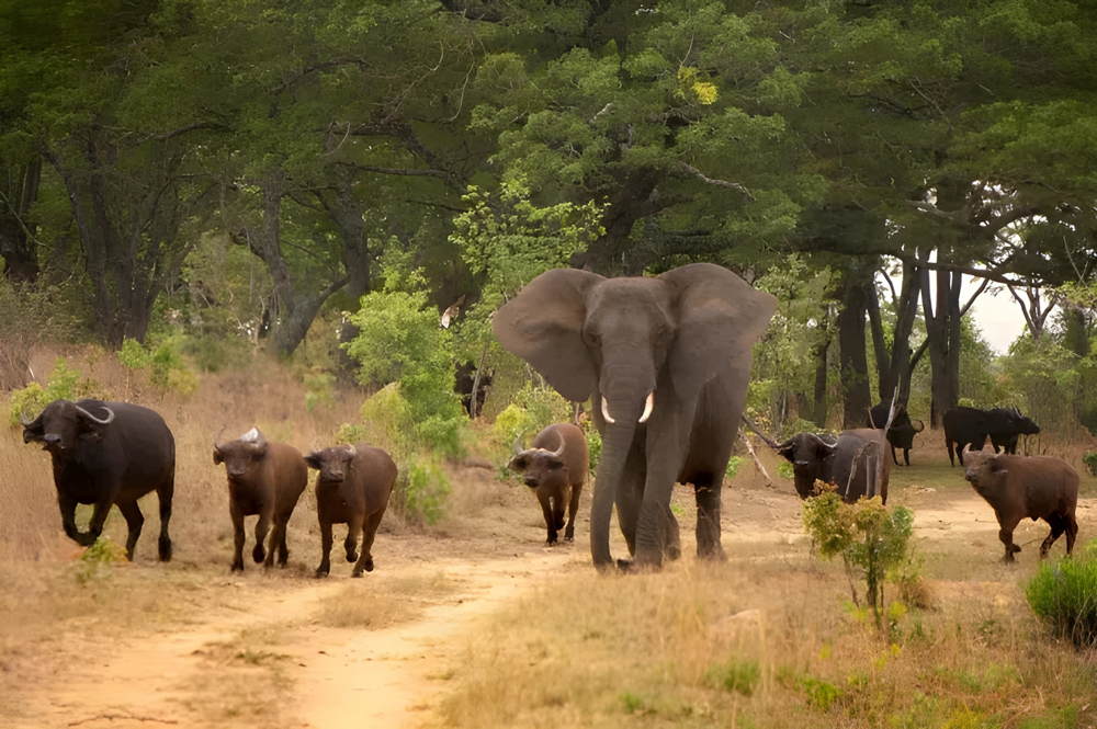 Удивительная история, как слониха, воспитанная буйволами, возглавила их стадо и правит уже 40 лет