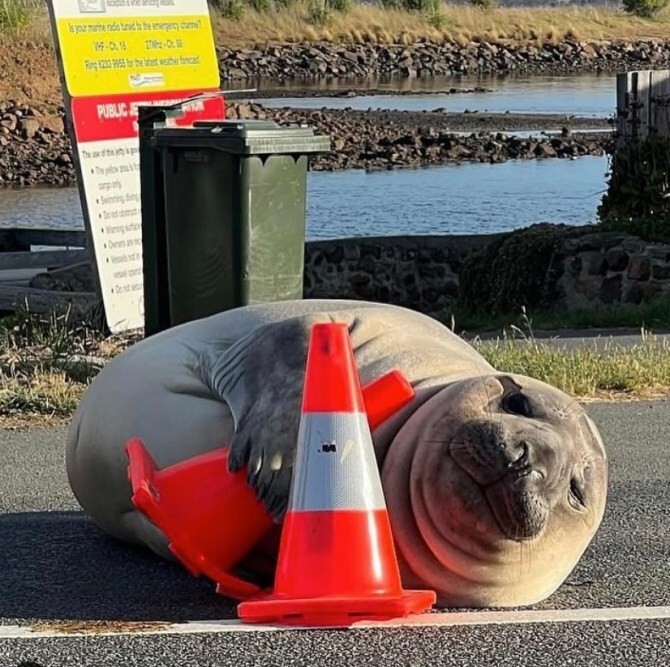 Озорной тюлень Нил вернулся в австралийский город