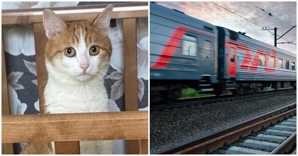 Выбросившую кота из поезда проводницу отстранили от работы