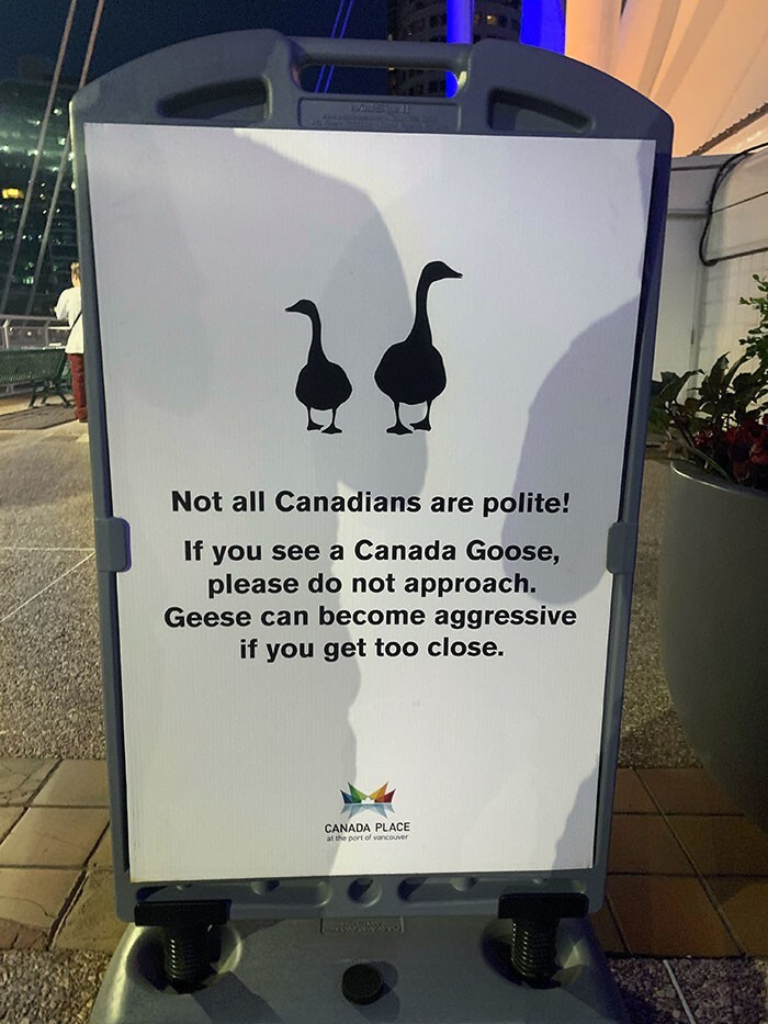 18. Ванкувер: «Не все канадцы вежливы и дружелюбны. Не подходите близко к канадским гусям, они могут вести себя агрессивно»