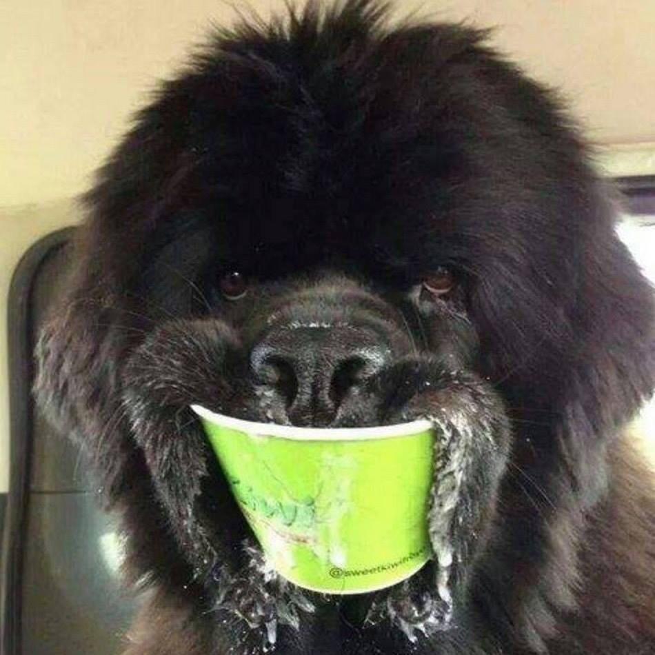 16. Собака моего друга очень любит мороженое