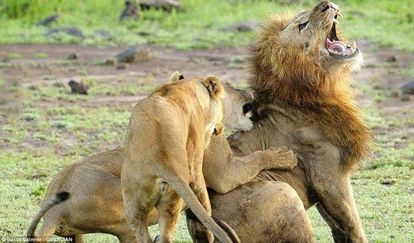 Революция у высших хищников: за что львицы изгоняют львов из прайда?