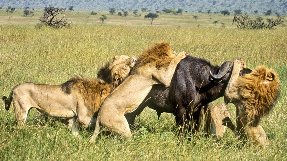 Революция у высших хищников: за что львицы изгоняют львов из прайда?