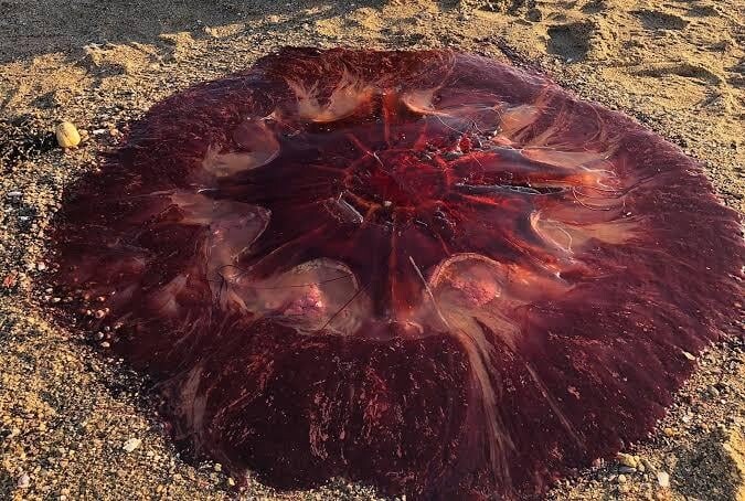 25. Огромная медуза, которую выбросило на берег