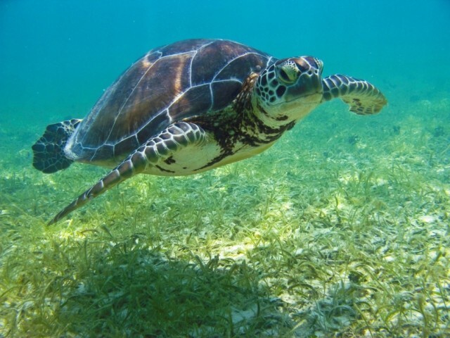 Морские черепахи: живые консервы парусного флота