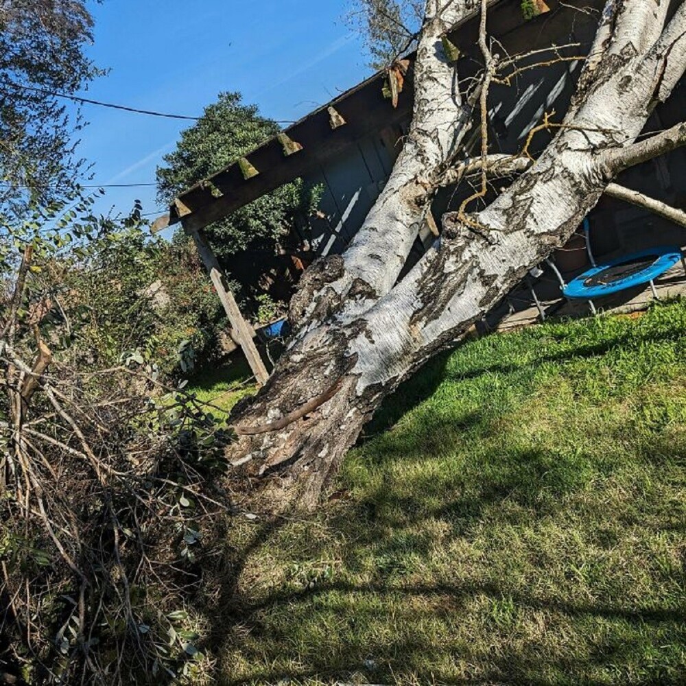 16. "Это 60-летнее дерево упало прямо на наш дом"