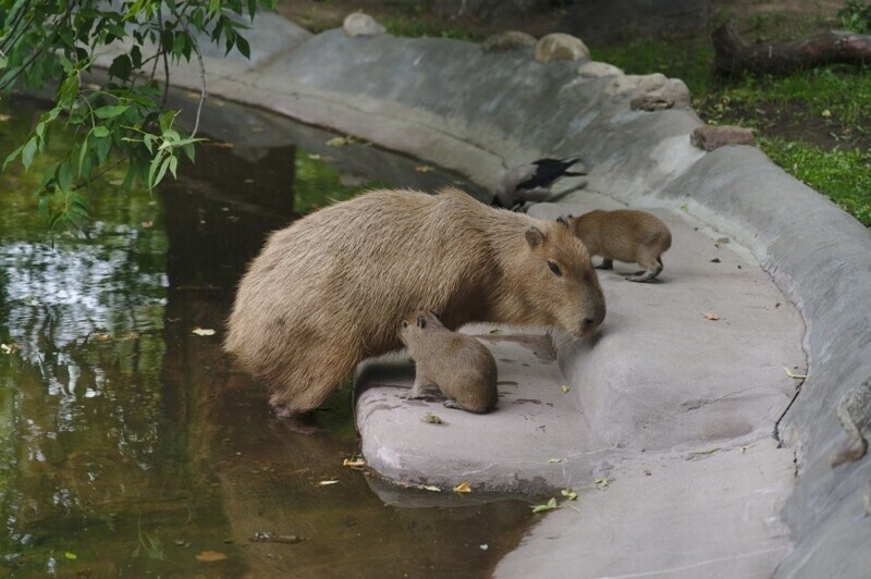 Какие животные родились в Московском зоопарке в 2023 году⁠⁠